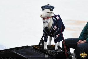 Bruins Pats Sox
